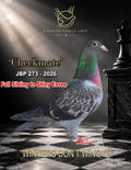 Checkmate JBP 273-2026 racing pigeon from Barrera Family Loft