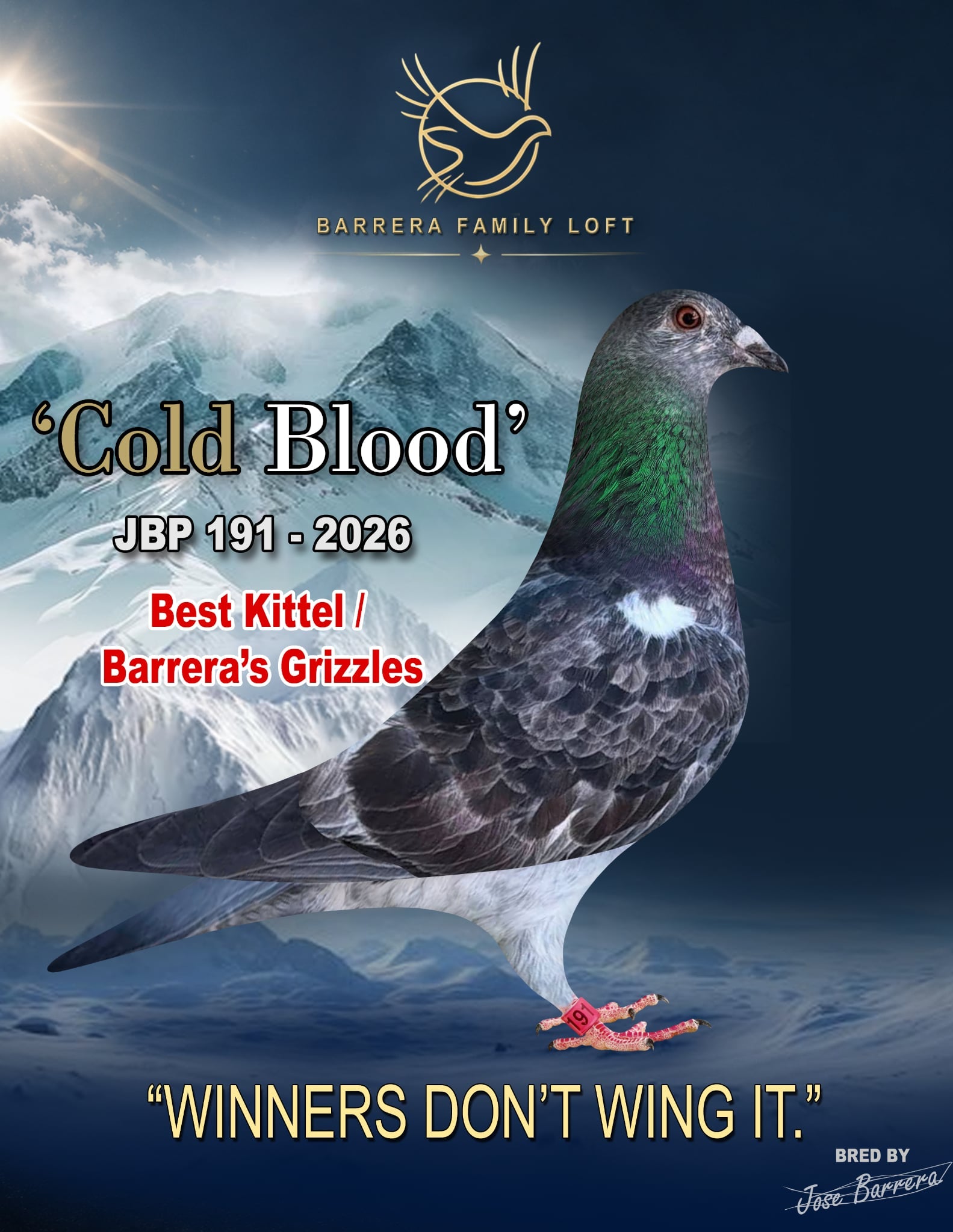 Cold Blood — JBP 191-2026 racing pigeon bred by Jose Barrera