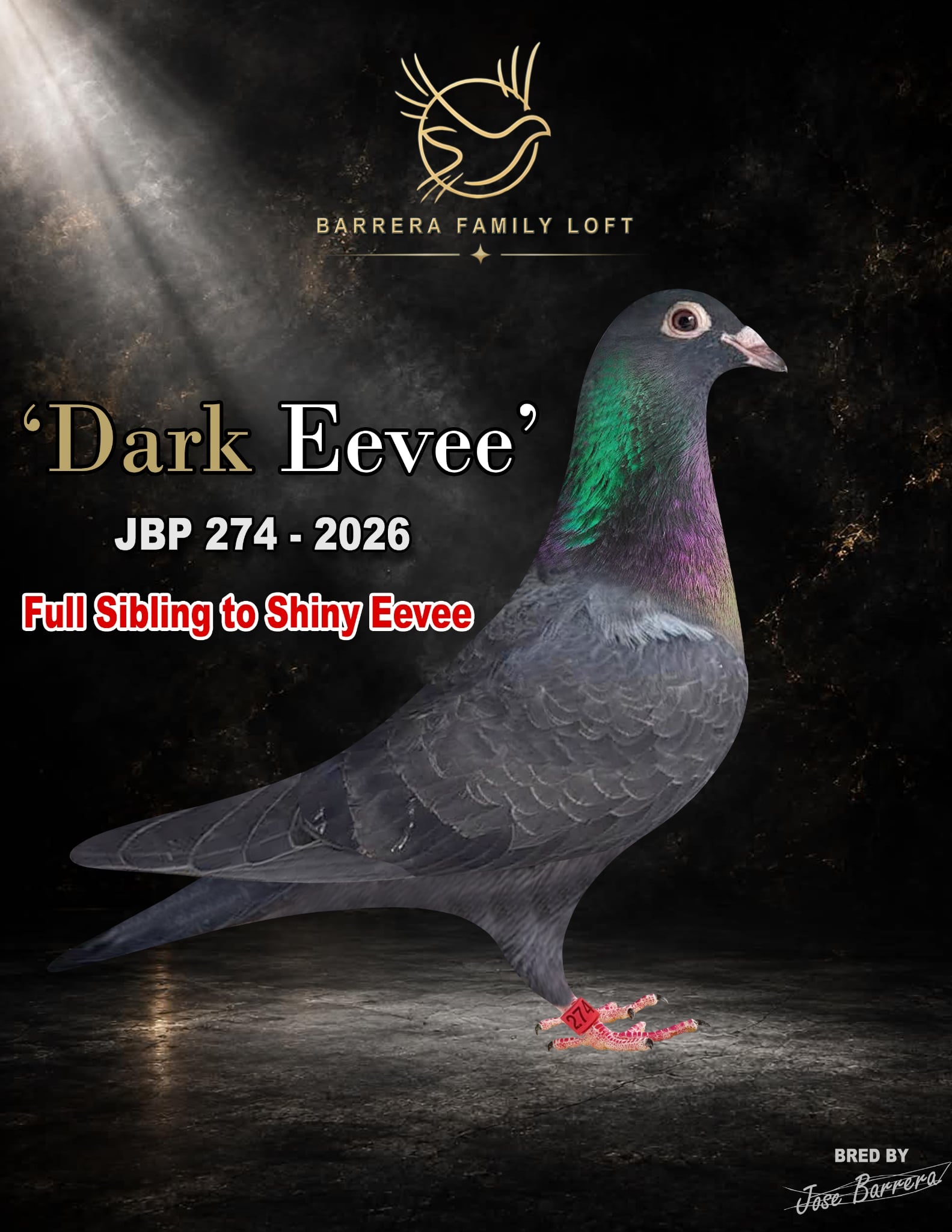 Dark Eevee — JBP 274-2026 racing pigeon bred by Jose Barrera