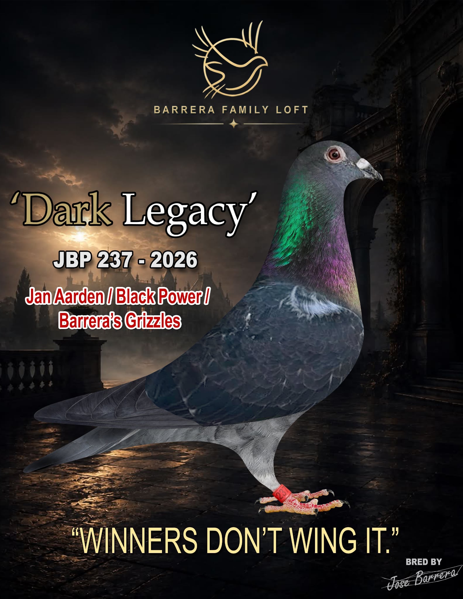Dark Legacy JBP 237-2026 racing pigeon from Barrera Family Loft
