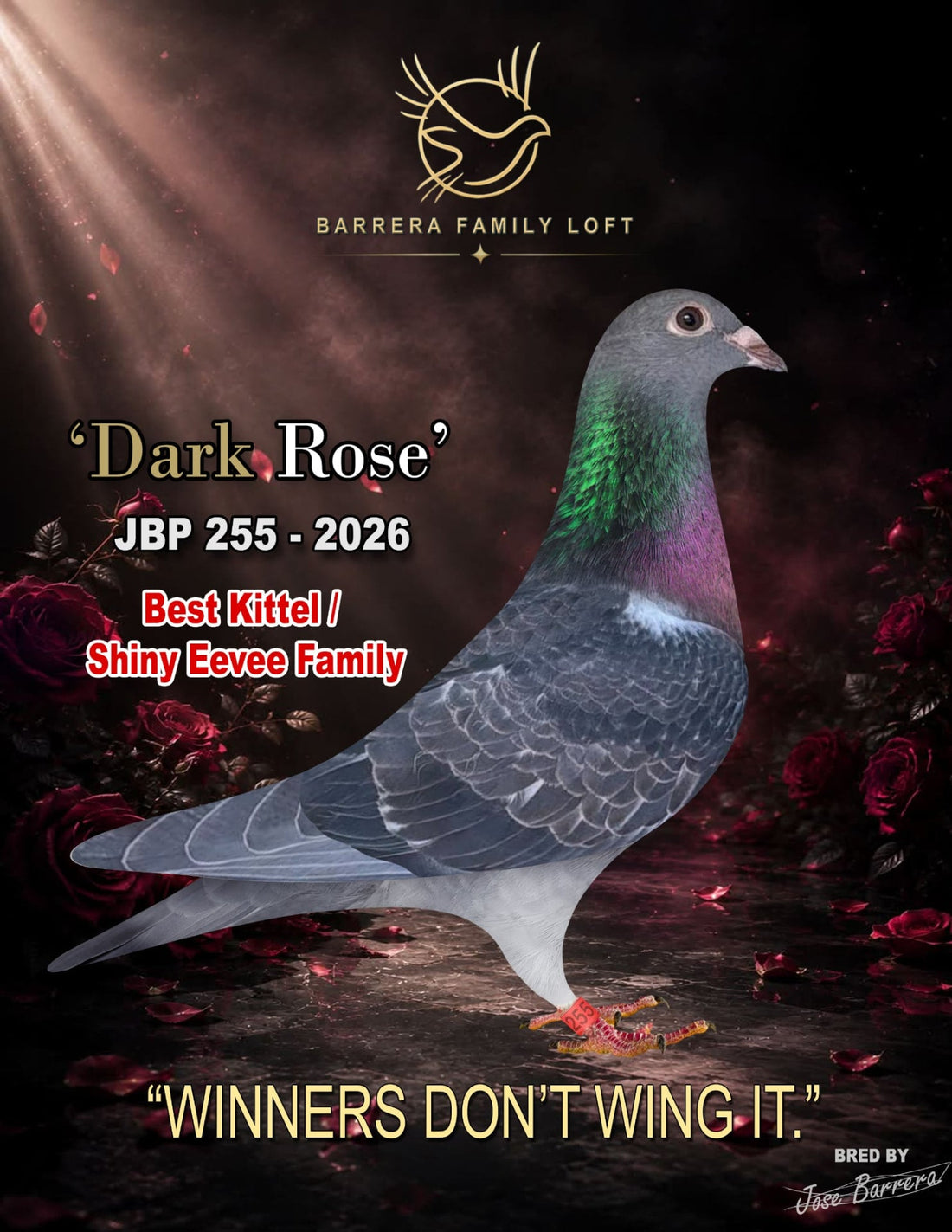 Dark Rose — JBP 255-2026 racing pigeon bred by Jose Barrera