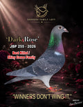 Dark Rose — JBP 255-2026 racing pigeon bred by Jose Barrera