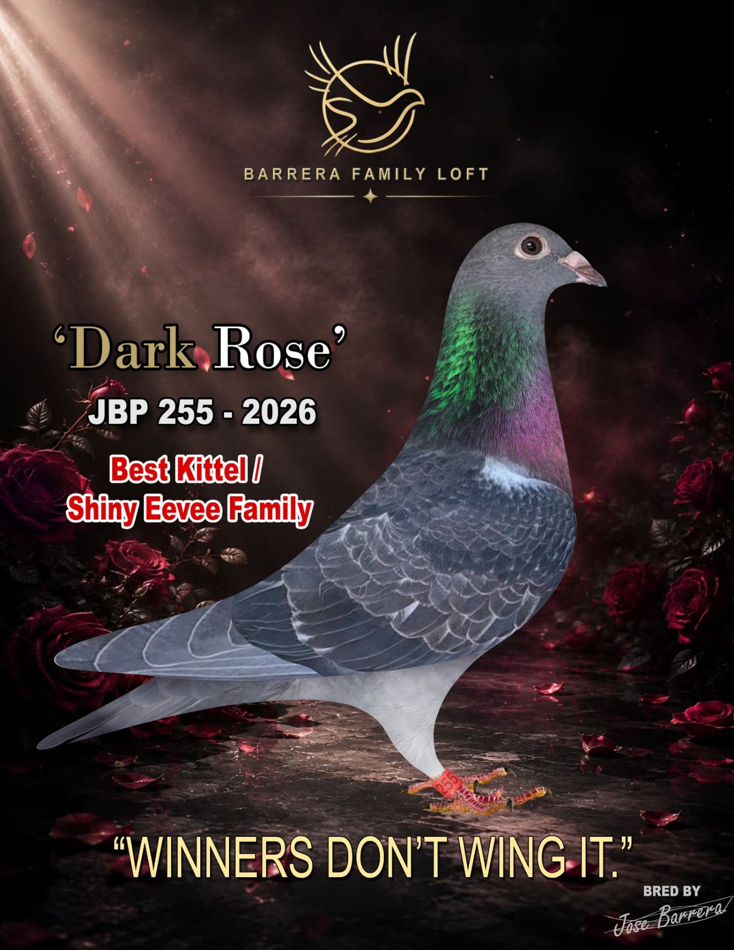 Dark Rose — JBP 255-2026 racing pigeon bred by Jose Barrera