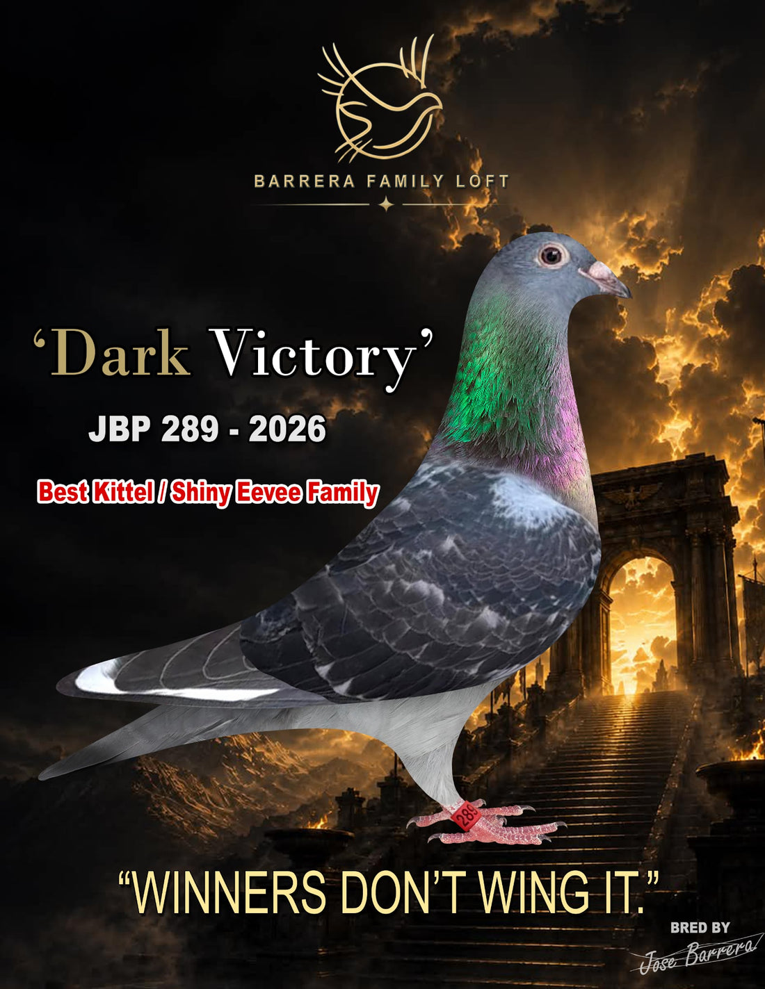Dark Victory — JBP 289-2026 racing pigeon bred by Jose Barrera
