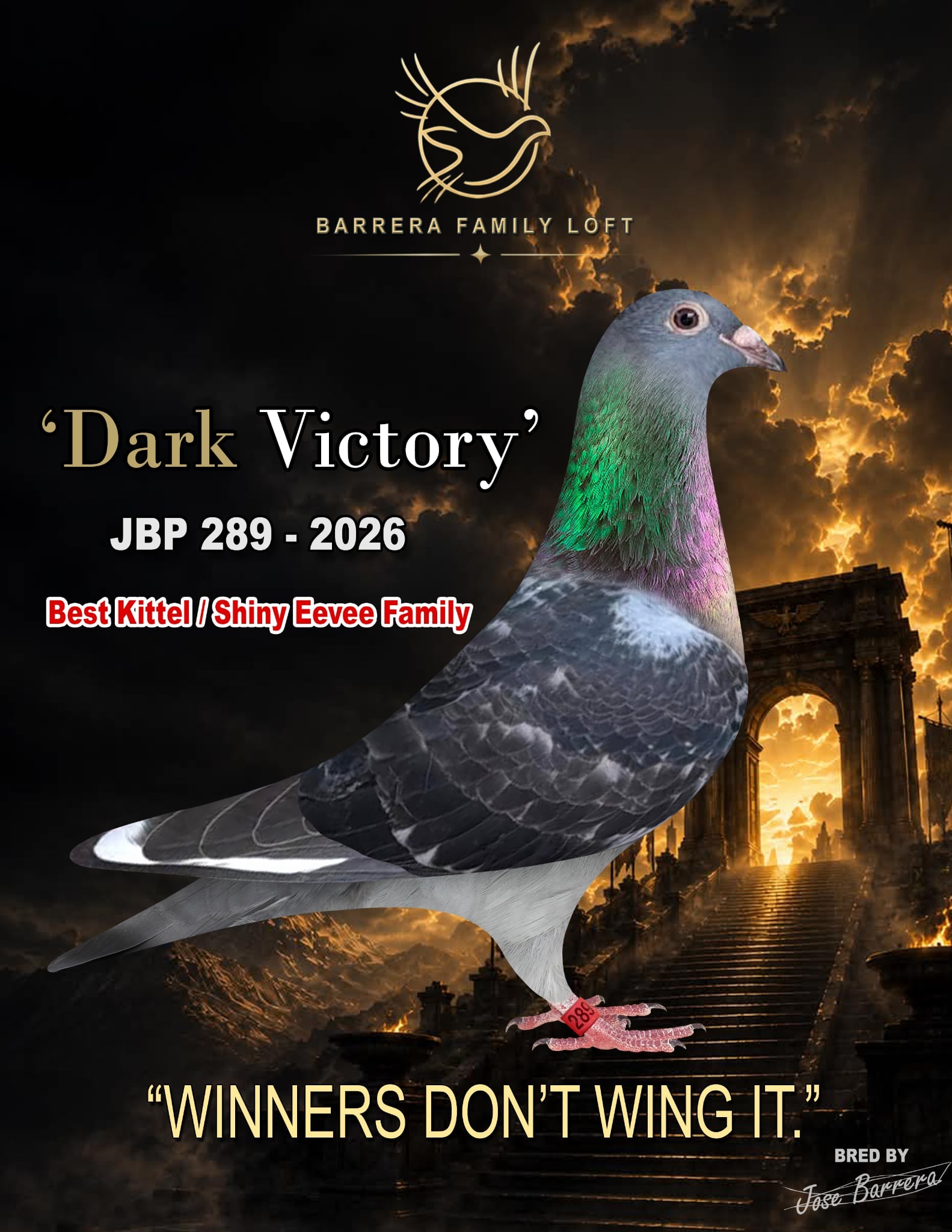 Dark Victory — JBP 289-2026 racing pigeon bred by Jose Barrera