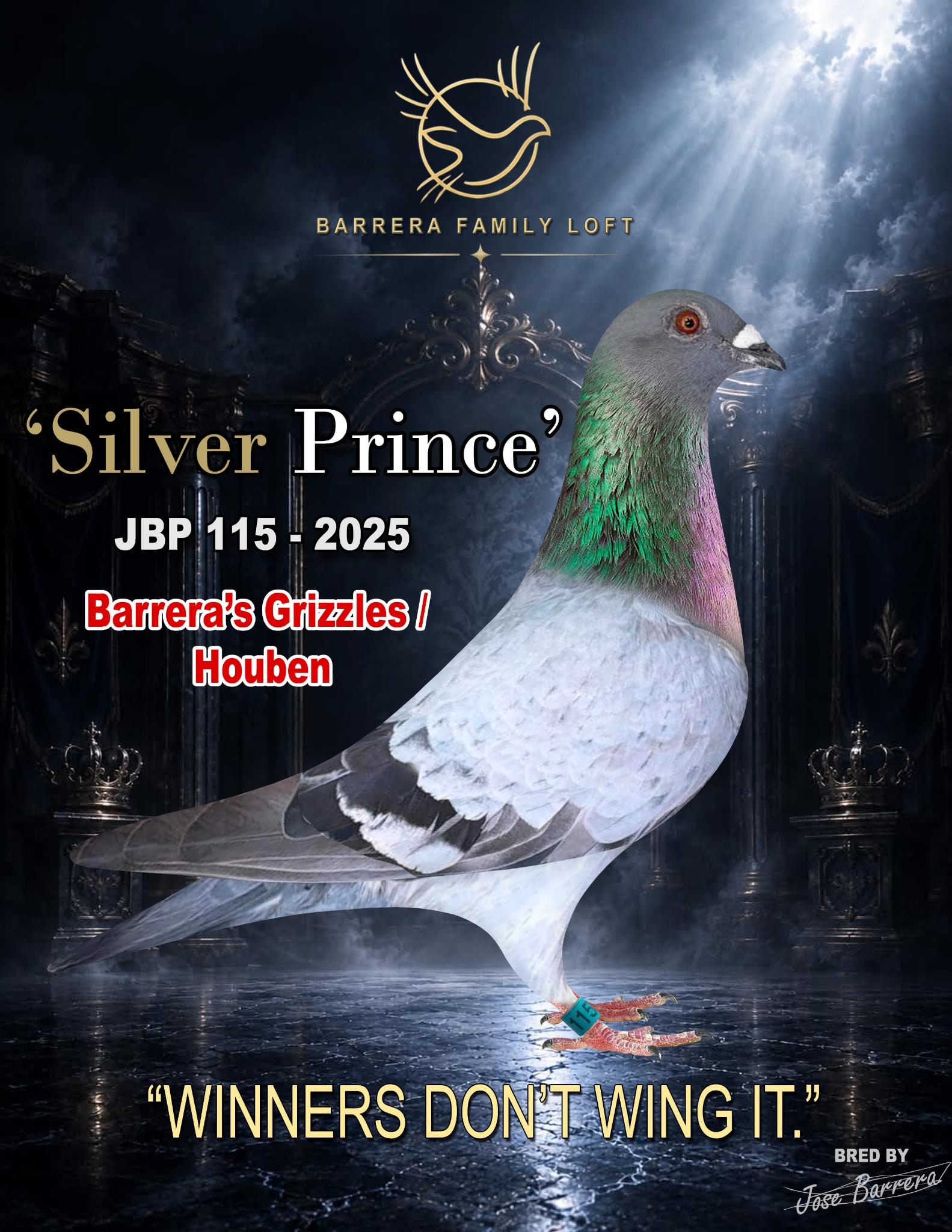 Silver Prince JBP 115-2025 racing pigeon, Barrera's Grizzles / Houben bloodline