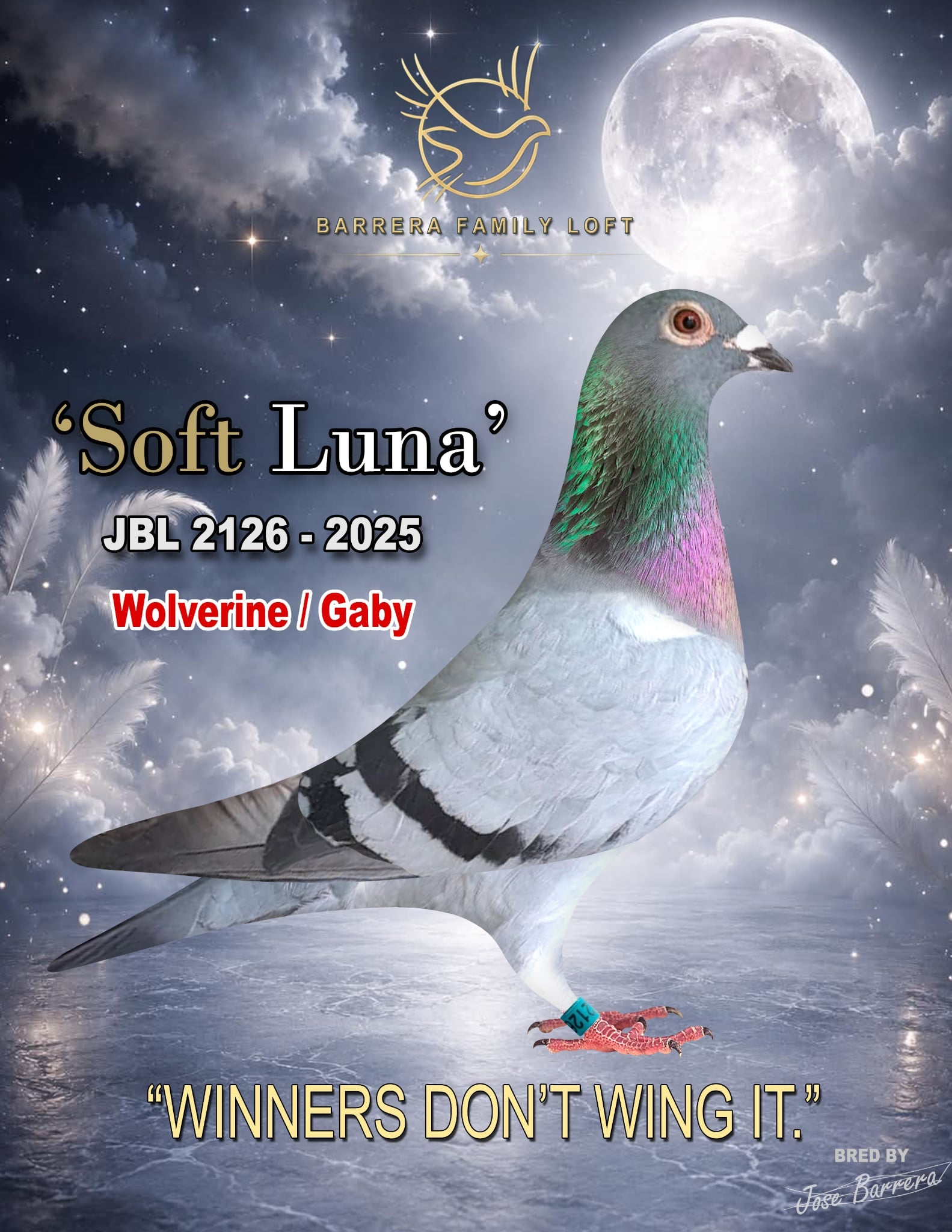 Soft Luna JBL 2126-2025 racing pigeon, Wolverine / Gaby bloodline