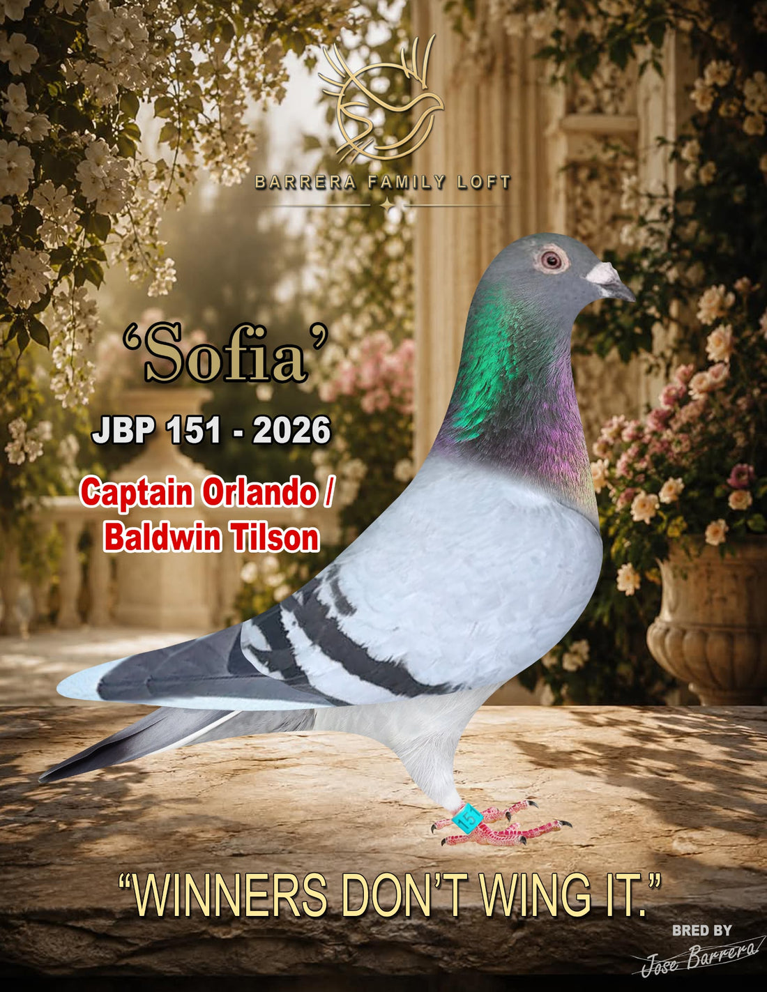 Sofia — JBP 151-2026 racing pigeon bred by Jose Barrera