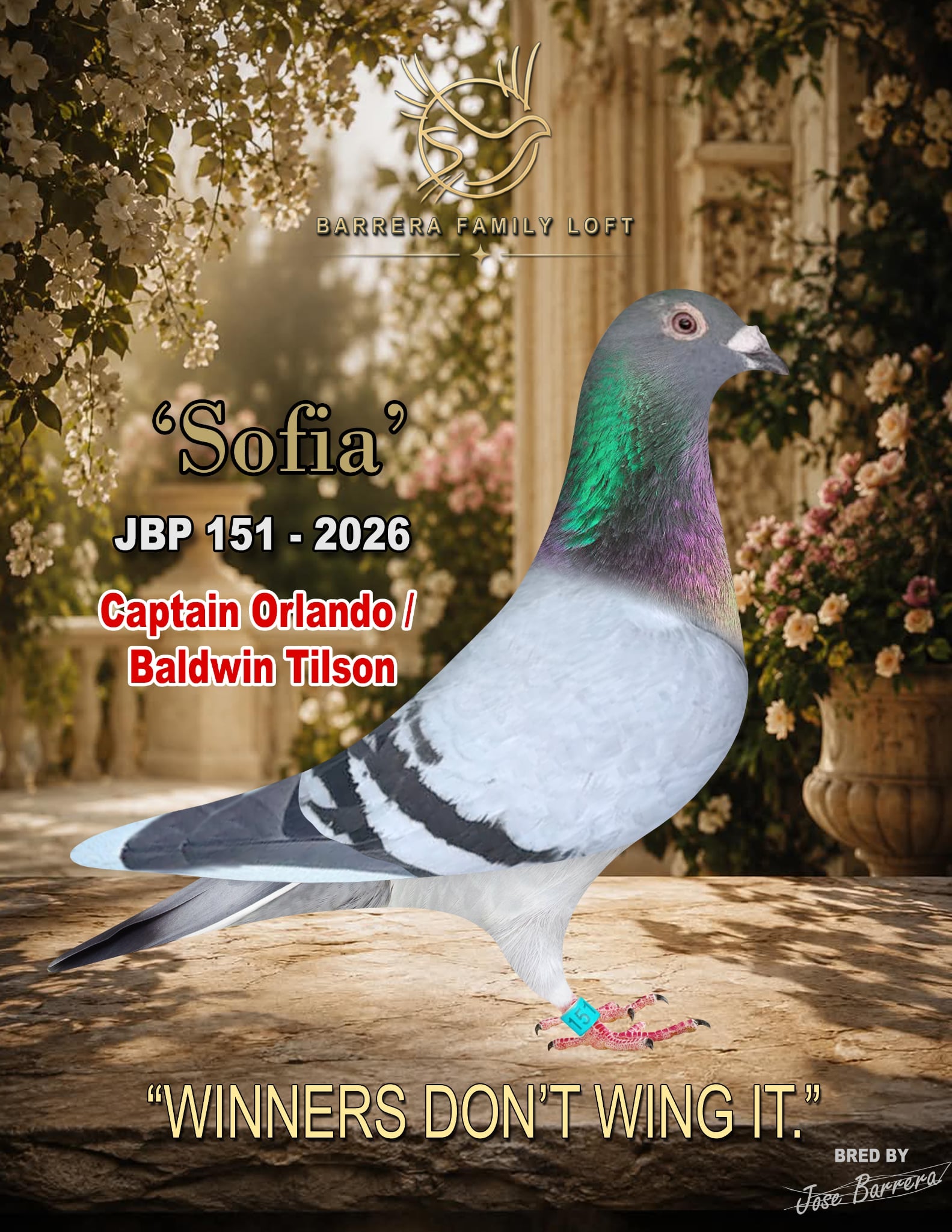 Sofia — JBP 151-2026 racing pigeon bred by Jose Barrera