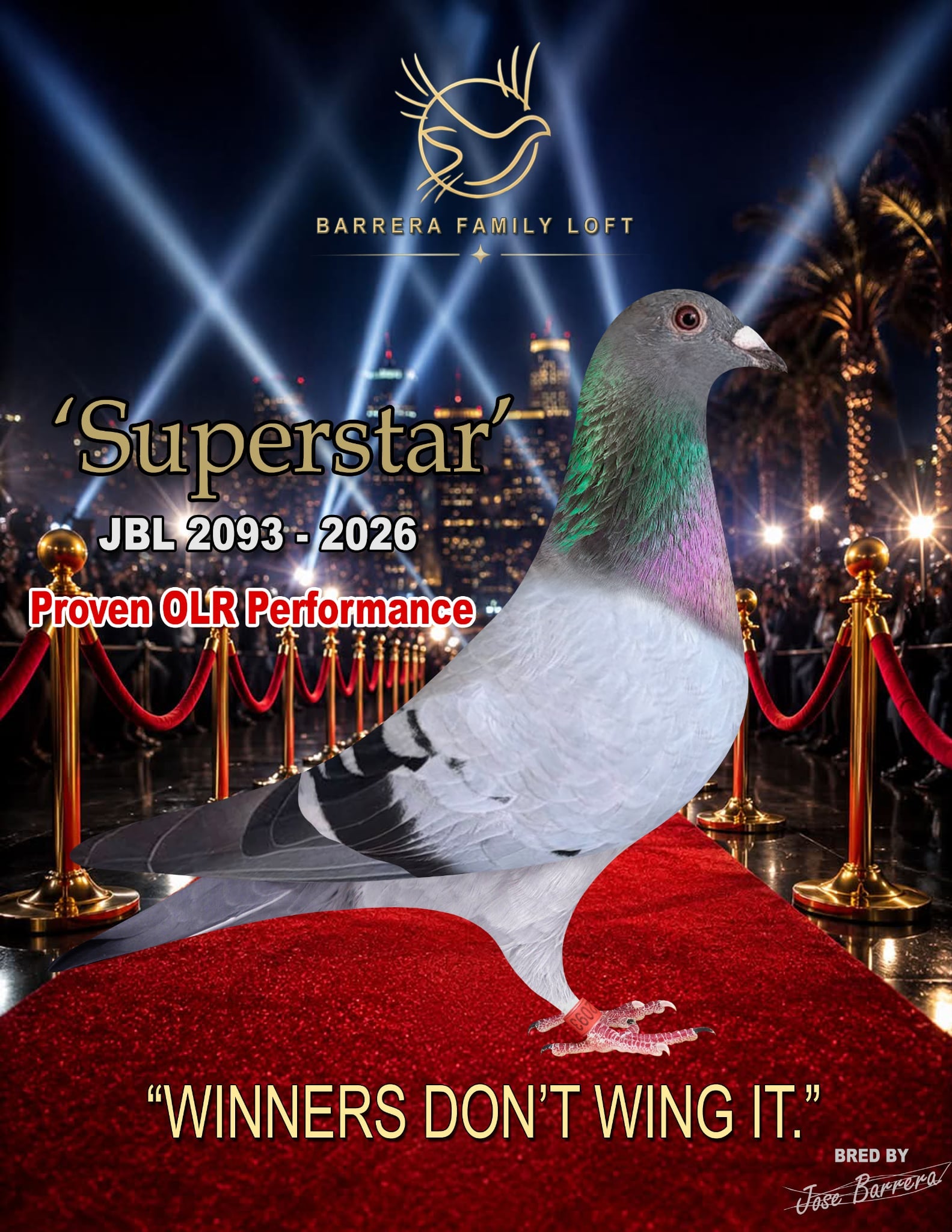 Superstar JBL 2093-2026 racing pigeon from Barrera Family Loft