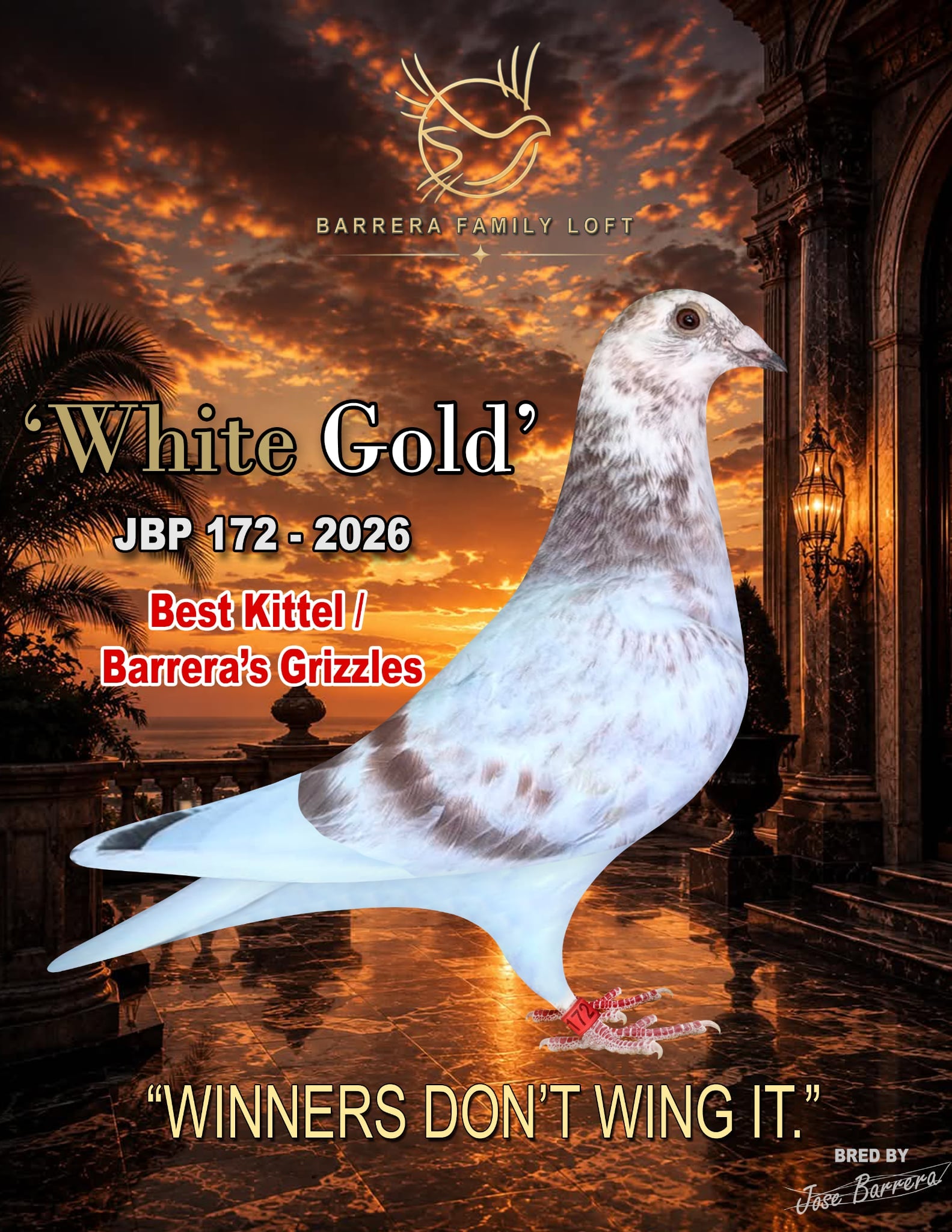 White Gold — JBP 172-2026 racing pigeon bred by Jose Barrera